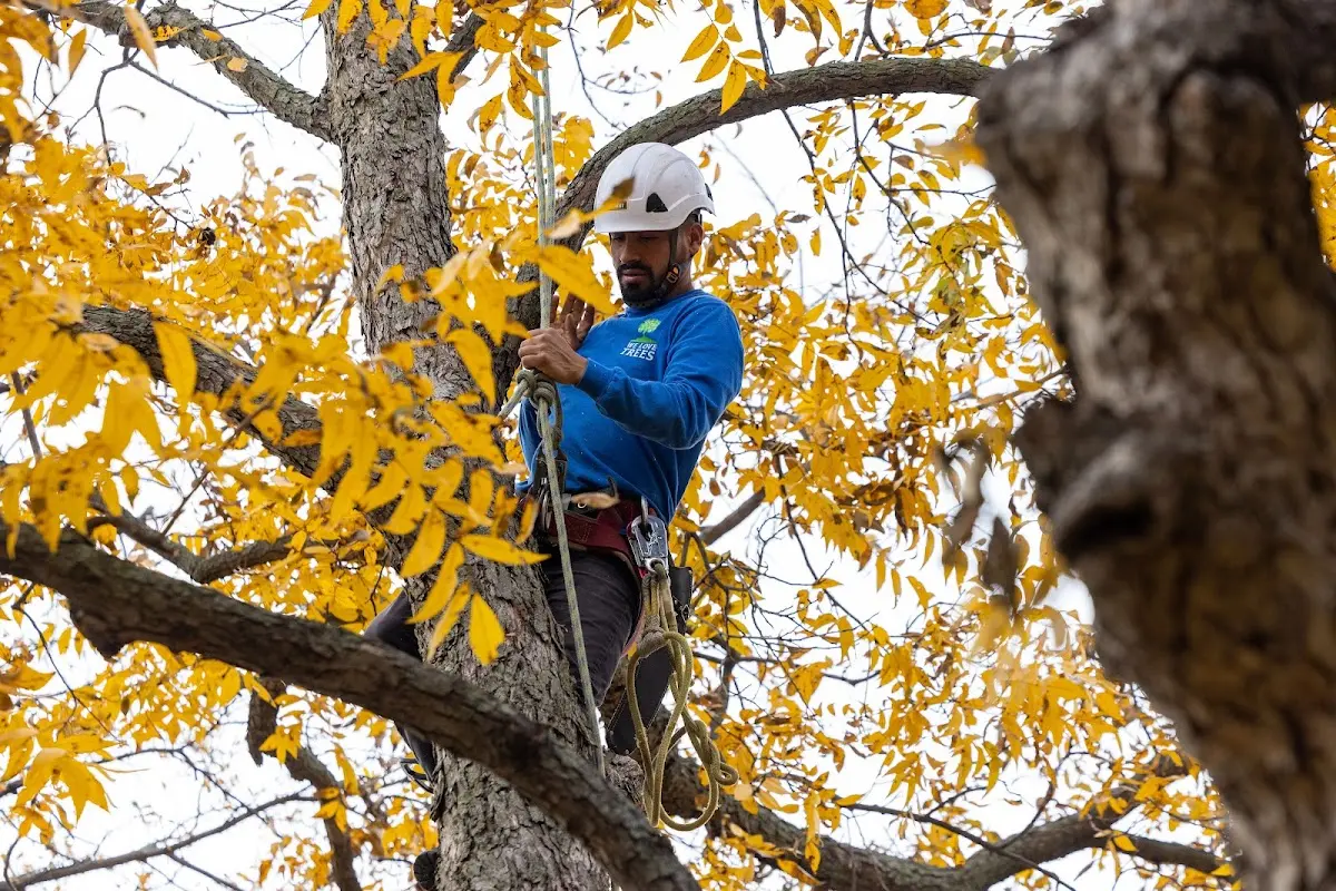 Skilled Tree Pruning crew working in Oriskany Falls