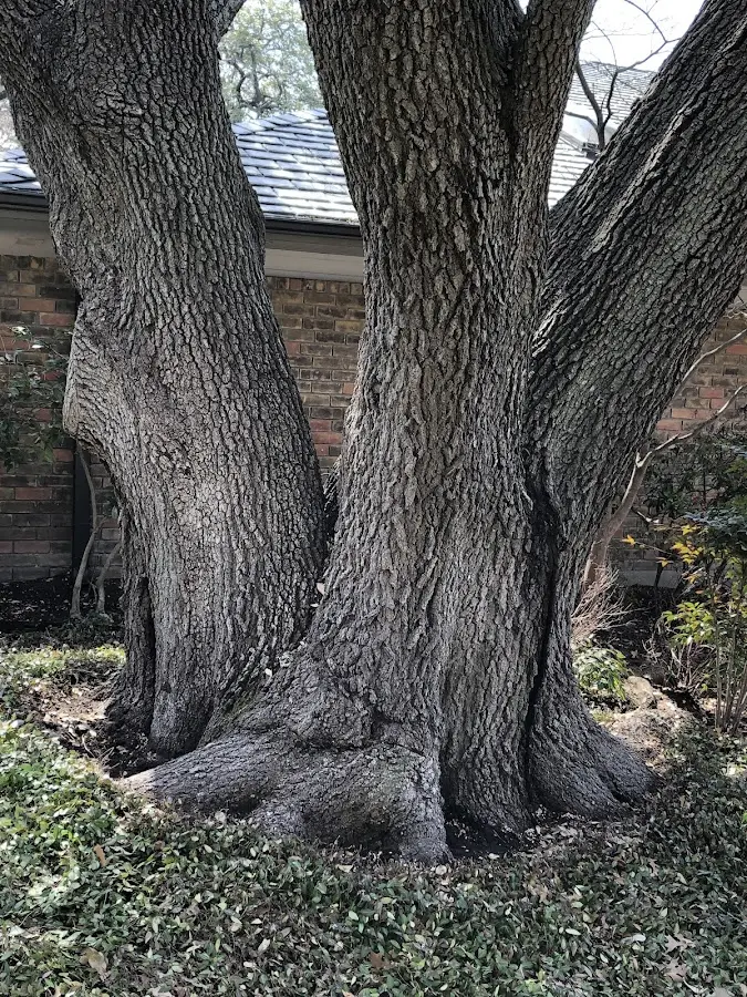 Mature heritage tree close to a Oriskany Falls property cared for by certified arborists